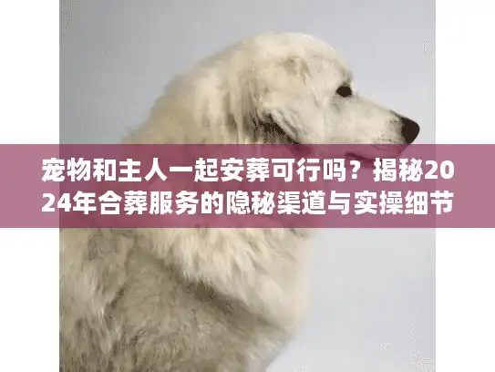 宠物和主人一起安葬可行吗？揭秘2024年合葬服务的隐秘渠道与实操细节
