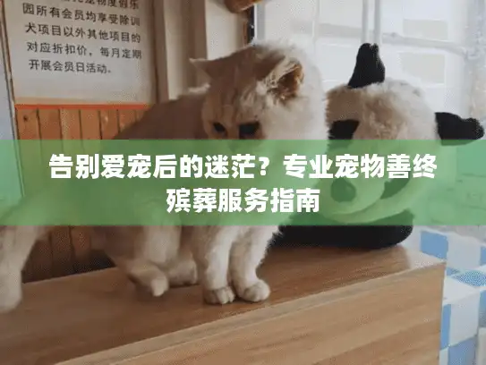 告别爱宠后的迷茫？专业宠物善终殡葬服务指南