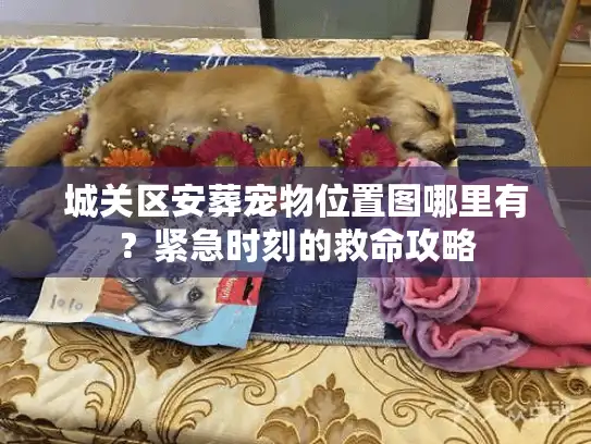 城关区安葬宠物位置图哪里有？紧急时刻的救命攻略