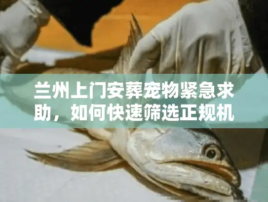 兰州上门安葬宠物紧急求助，如何快速筛选正规机构？