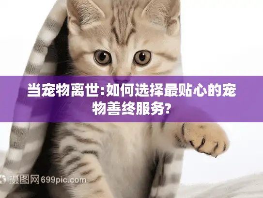 当宠物离世:如何选择最贴心的宠物善终服务?