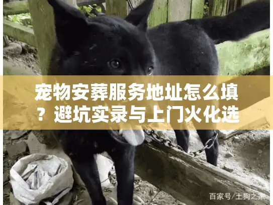 宠物安葬服务地址怎么填？避坑实录与上门火化选址术