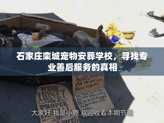 石家庄栾城宠物安葬学校，寻找专业善后服务的真相