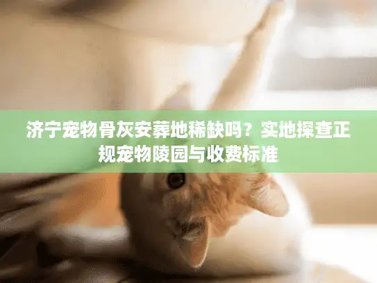 济宁宠物骨灰安葬地稀缺吗？实地探查正规宠物陵园与收费标准