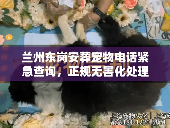 兰州东岗安葬宠物电话紧急查询，正规无害化处理与24小时上门流程