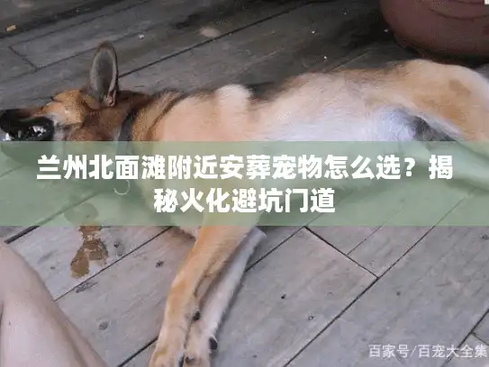 兰州北面滩附近安葬宠物怎么选？揭秘火化避坑门道