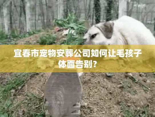 宜春市宠物安葬公司如何让毛孩子体面告别？