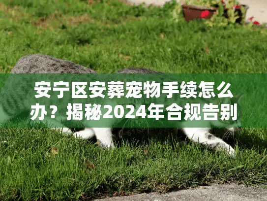 安宁区安葬宠物手续怎么办？揭秘2024年合规告别与骨灰处理