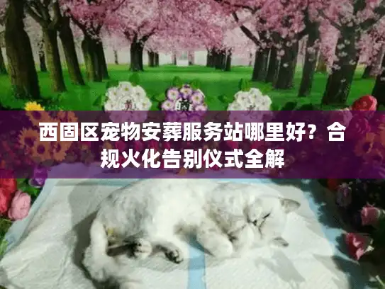 西固区宠物安葬服务站哪里好？合规火化告别仪式全解