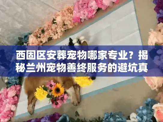 西固区安葬宠物哪家专业？揭秘兰州宠物善终服务的避坑真相