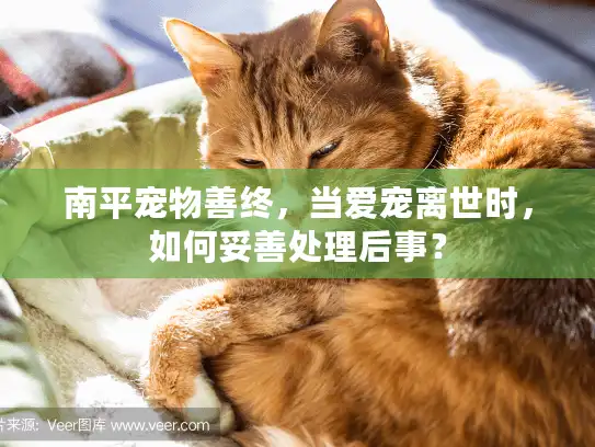 南平宠物善终，当爱宠离世时，如何妥善处理后事？