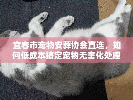 宜春市宠物安葬协会直连，如何低成本搞定宠物无害化处理？