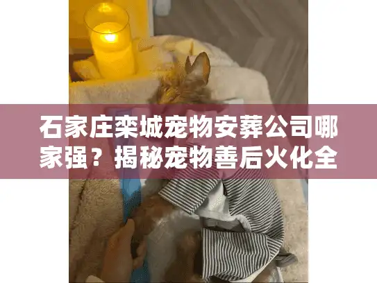 石家庄栾城宠物安葬公司哪家强？揭秘宠物善后火化全流程与避坑细节