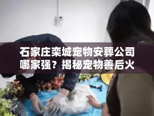 石家庄栾城宠物安葬公司哪家强？揭秘宠物善后火化全流程与避坑细节