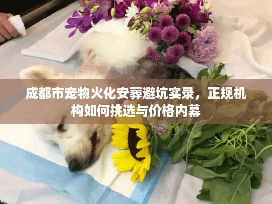 成都市宠物火化安葬避坑实录，正规机构如何挑选与价格内幕