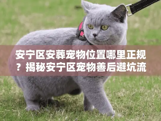 安宁区安葬宠物位置哪里正规？揭秘安宁区宠物善后避坑流程