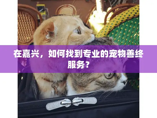 在嘉兴，如何找到专业的宠物善终服务？