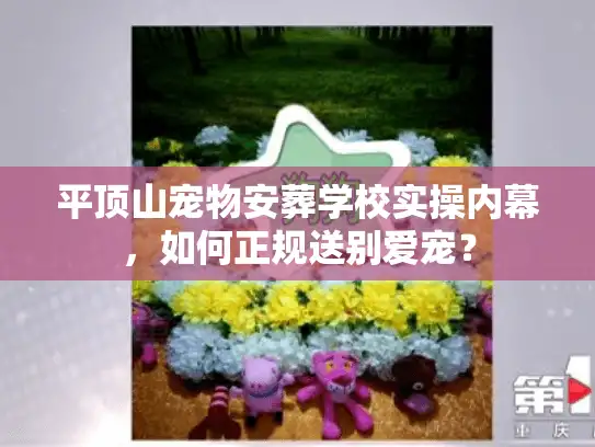 平顶山宠物安葬学校实操内幕，如何正规送别爱宠？