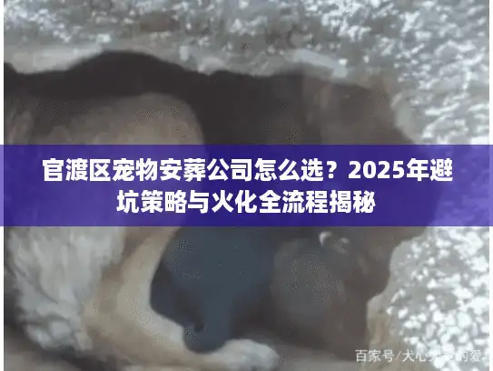 官渡区宠物安葬公司怎么选？2025年避坑策略与火化全流程揭秘