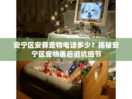 安宁区安葬宠物电话多少？揭秘安宁区宠物善后避坑细节