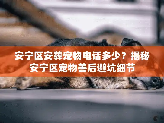 安宁区安葬宠物电话多少？揭秘安宁区宠物善后避坑细节