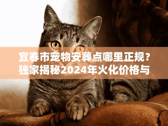 宜春市宠物安葬点哪里正规？独家揭秘2024年火化价格与告别流程