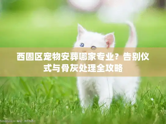 西固区宠物安葬哪家专业？告别仪式与骨灰处理全攻略