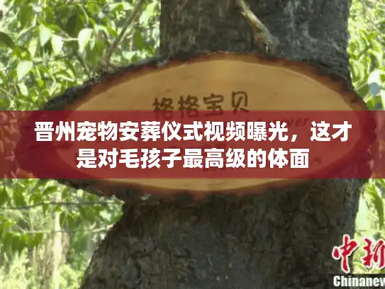 晋州宠物安葬仪式视频曝光，这才是对毛孩子最高级的体面