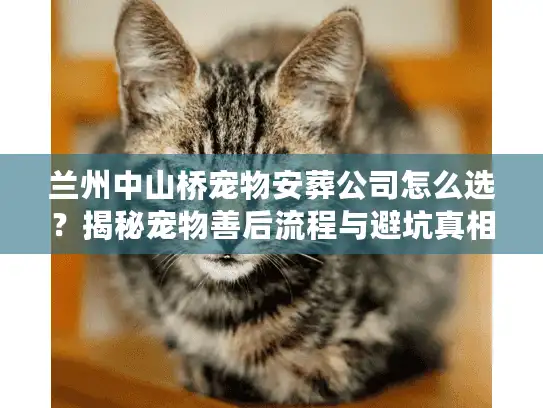 兰州中山桥宠物安葬公司怎么选？揭秘宠物善后流程与避坑真相