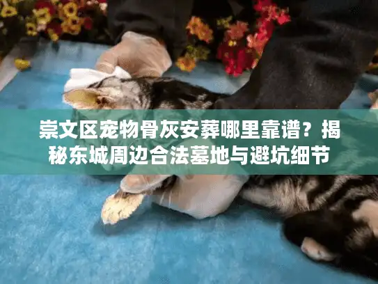 崇文区宠物骨灰安葬哪里靠谱？揭秘东城周边合法墓地与避坑细节