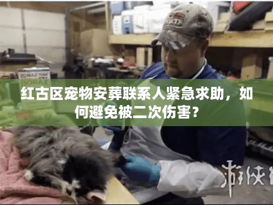 红古区宠物安葬联系人紧急求助，如何避免被二次伤害？