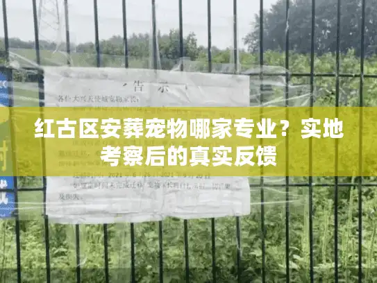 红古区安葬宠物哪家专业？实地考察后的真实反馈