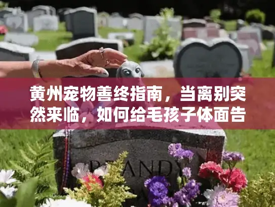 黄州宠物善终指南，当离别突然来临，如何给毛孩子体面告别？