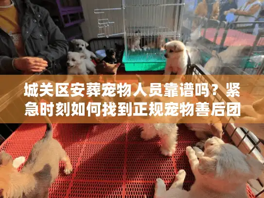 城关区安葬宠物人员靠谱吗？紧急时刻如何找到正规宠物善后团队
