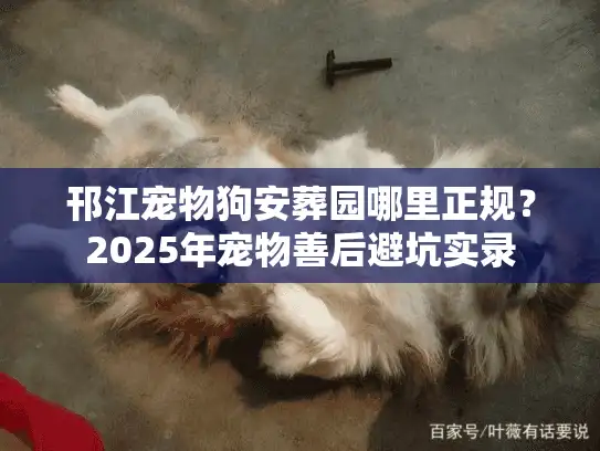 邗江宠物狗安葬园哪里正规？2025年宠物善后避坑实录