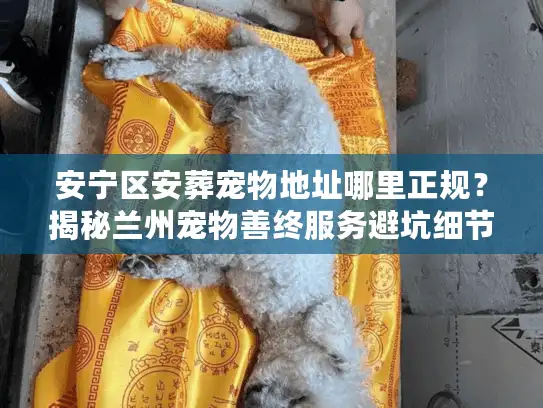 安宁区安葬宠物地址哪里正规？揭秘兰州宠物善终服务避坑细节