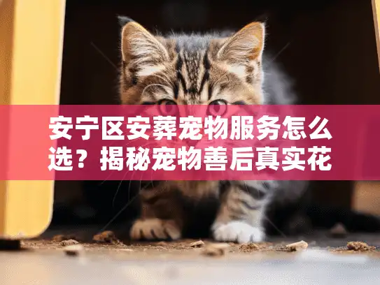 安宁区安葬宠物服务怎么选？揭秘宠物善后真实花费与告别全流程
