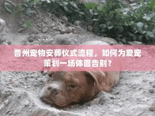 晋州宠物安葬仪式流程，如何为爱宠策划一场体面告别？