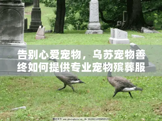 告别心爱宠物，乌苏宠物善终如何提供专业宠物殡葬服务？