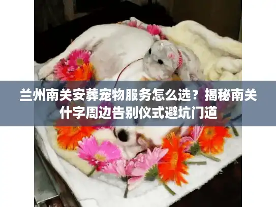 兰州南关安葬宠物服务怎么选？揭秘南关什字周边告别仪式避坑门道