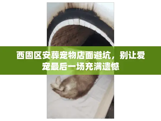 西固区安葬宠物店面避坑，别让爱宠最后一场充满遗憾