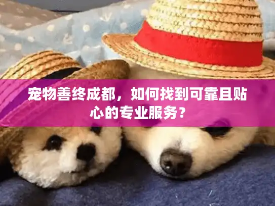 宠物善终成都，如何找到可靠且贴心的专业服务？