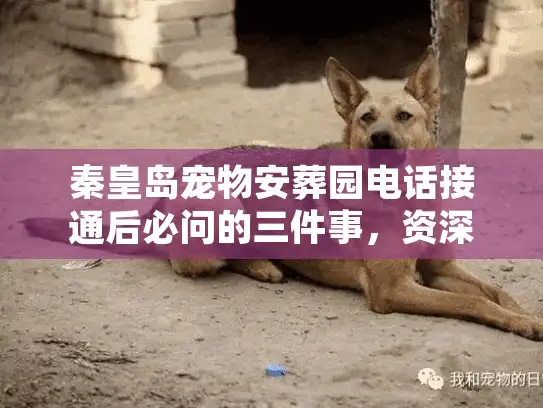 秦皇岛宠物安葬园电话接通后必问的三件事，资深宠主分享实战经验
