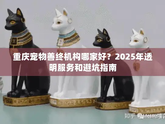 重庆宠物善终机构哪家好？2025年透明服务和避坑指南