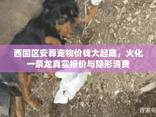 西固区安葬宠物价钱大起底，火化一条龙真实报价与隐形消费