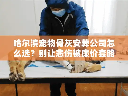 哈尔滨宠物骨灰安葬公司怎么选？别让悲伤被廉价套路收割