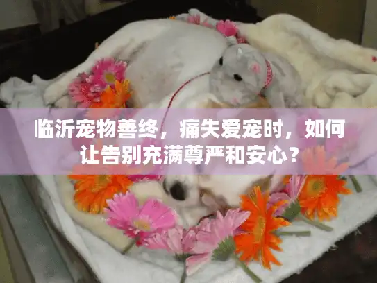 临沂宠物善终，痛失爱宠时，如何让告别充满尊严和安心？