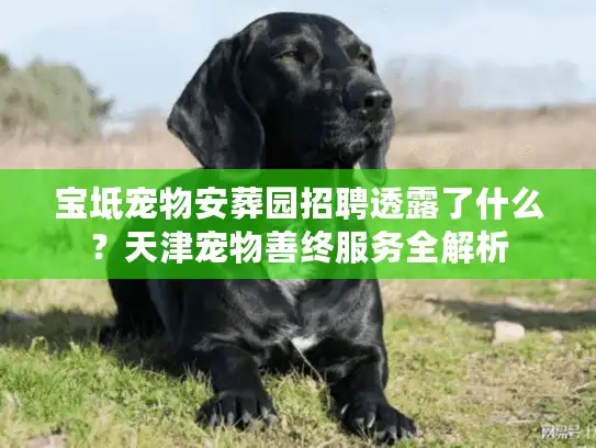 宝坻宠物安葬园招聘透露了什么？天津宠物善终服务全解析