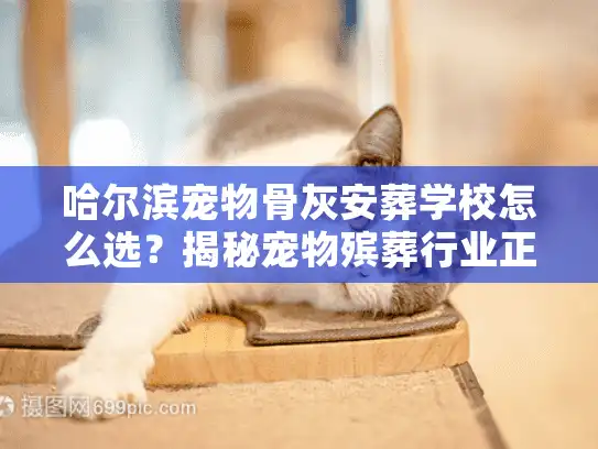 哈尔滨宠物骨灰安葬学校怎么选？揭秘宠物殡葬行业正规化服务门道