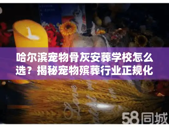 哈尔滨宠物骨灰安葬学校怎么选？揭秘宠物殡葬行业正规化服务门道